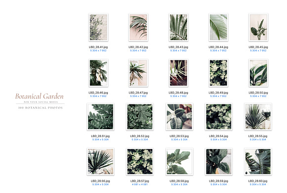 BOTANICAL GARDEN. 100 photos in Instagram Templates - product preview 5