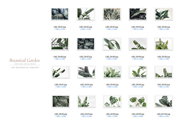 BOTANICAL GARDEN. 100 photos in Instagram Templates - product preview 7