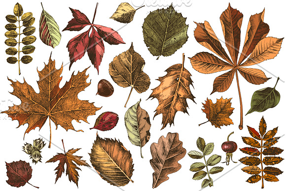 Fall in love - seasonal collection in Illustrations - product preview 2