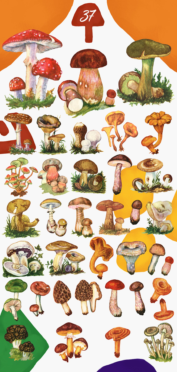 Vintage Autumn Mushrooms in Illustrations - product preview 4