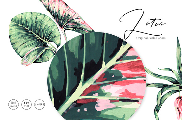 Lotus, Hand-Painted Pattern Set! in Patterns - product preview 2