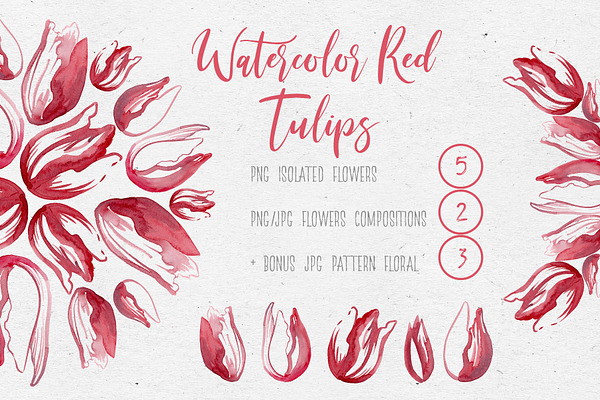 Watercolor Red Tulips for you design