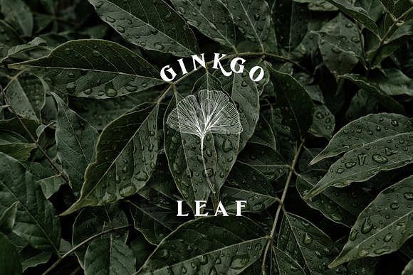 De Ginkgo Font in Serif Fonts - product preview 2