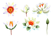 White lotus flower watercolor png