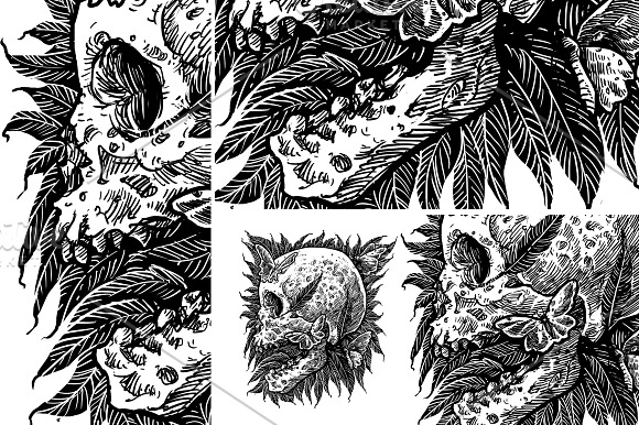 Feather skull butterfly in Illustrations - product preview 2