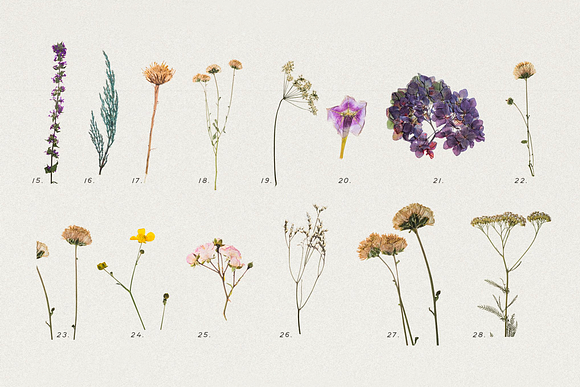 Pressed Dry Flowers & Herbs Vol.1 in Scene Creator Mockups - product preview 1
