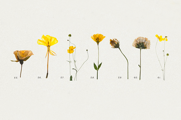 Pressed Dry Flowers & Herbs Vol.1 in Scene Creator Mockups - product preview 4