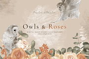 Owls & Roses Hand drawn Graphics