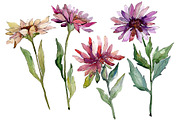 Flower Asters Watercolor png