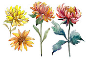 Aster flowers yellow- red watercolor