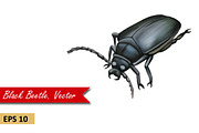 Black Beetle. Vector