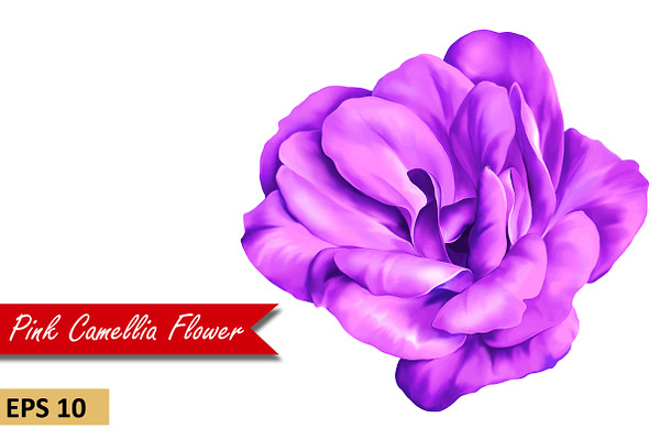 Purple Camellia Rose. Vector
