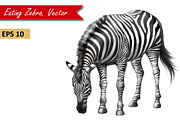 Zebra Eating Grass. Vector