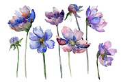 Cosmos flower blue Watercolor png