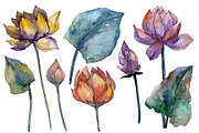 Lotus flower Watercolor png