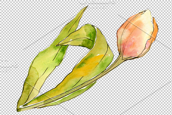 Bouquet  flowers from tulips romance in Illustrations - product preview 2