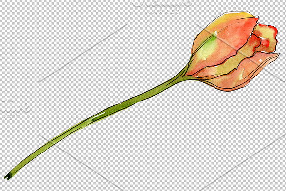 Bouquet  flowers from tulips romance in Illustrations - product preview 3