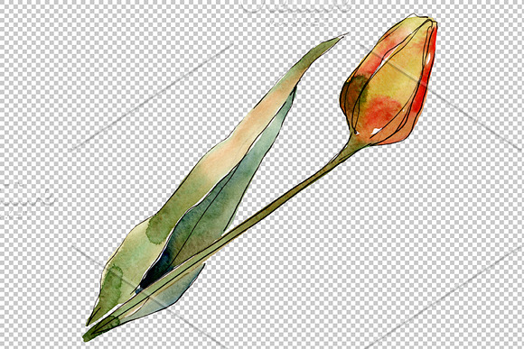 Bouquet  flowers from tulips romance in Illustrations - product preview 5