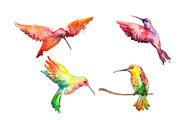 Hummingbird bird family watercolor