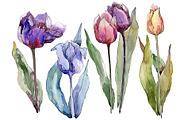 Flowers tulips cute compliment