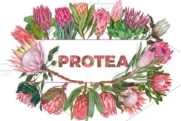 Protea flowers. Awesome blossom. in Illustrations - product preview 18