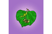 Linden tree leaf