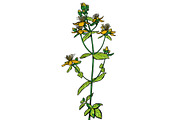 Hypericum. medicinal plant