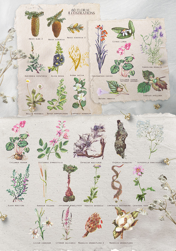Vintage botanical set - Cornucopia in Illustrations - product preview 1