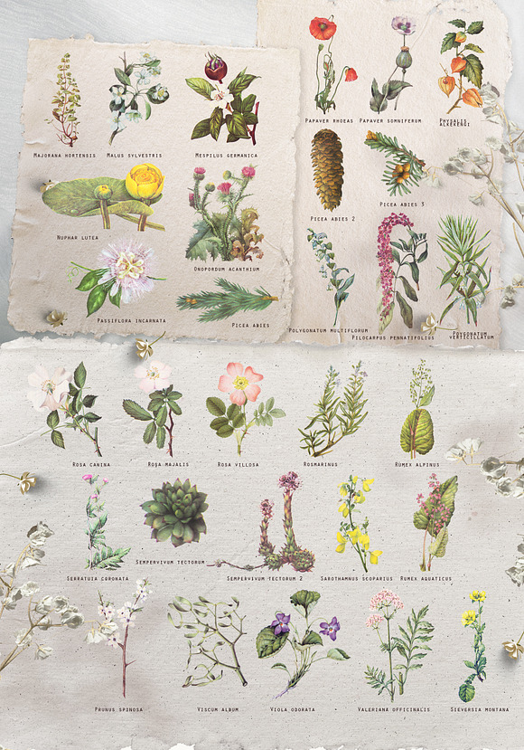 Vintage botanical set - Cornucopia in Illustrations - product preview 2