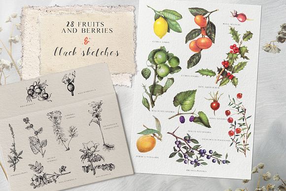 Vintage botanical set - Cornucopia in Illustrations - product preview 14