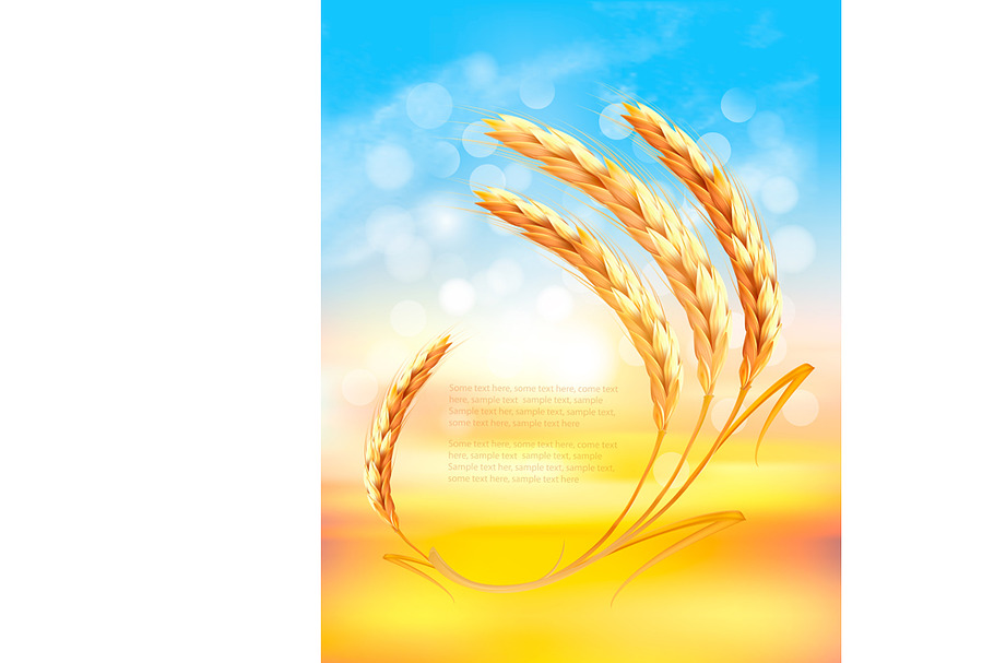 Nature sunset background with wheat in Illustrations - product preview 8