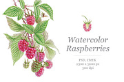 Watercolor Raspberry
