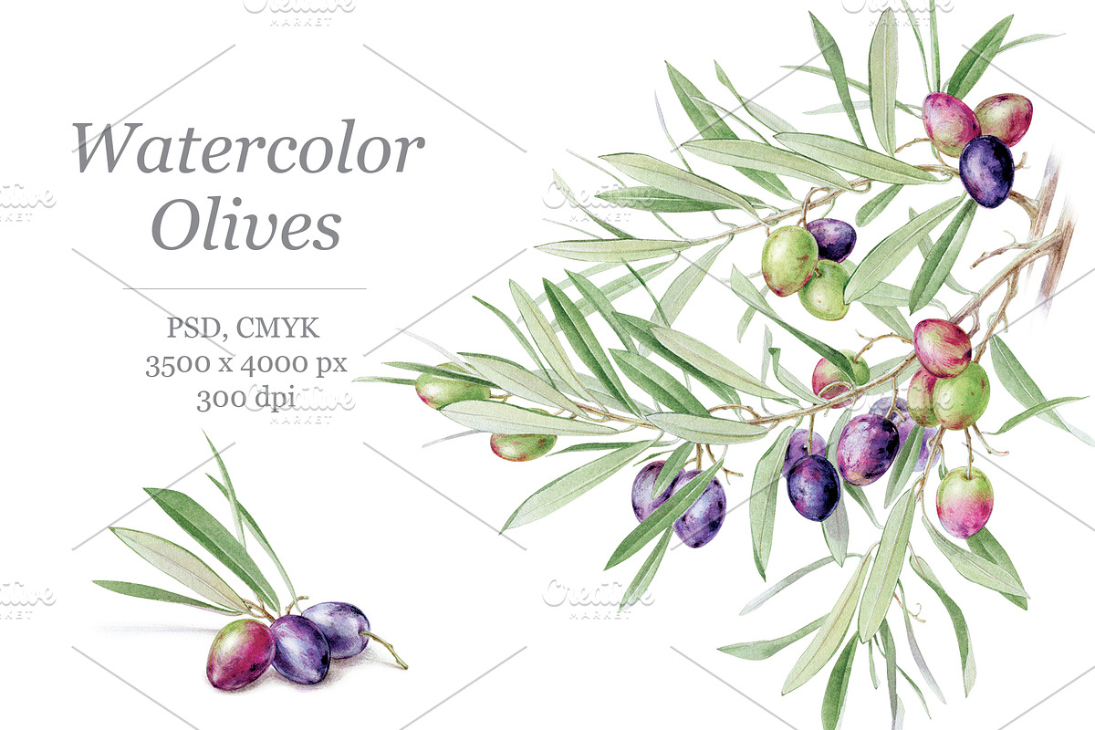 Watercolor Olives in Illustrations - product preview 8