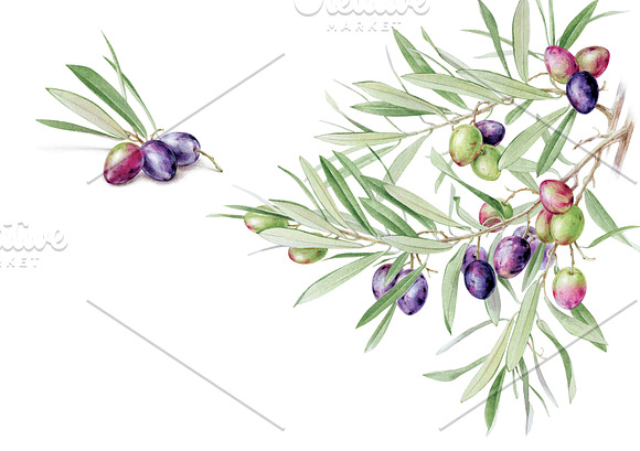 Watercolor Olives in Illustrations - product preview 1