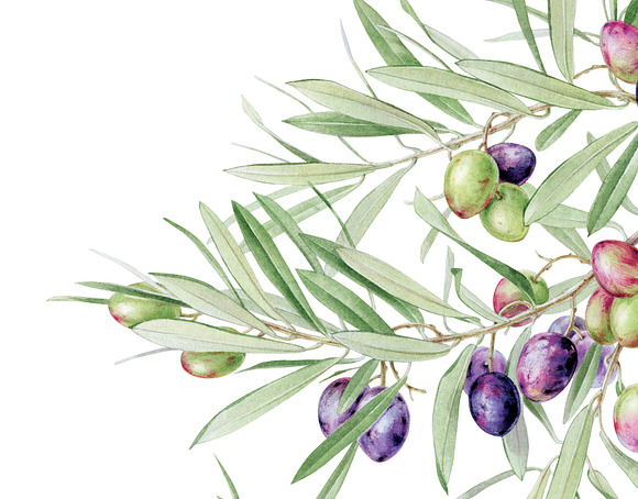 Watercolor Olives in Illustrations - product preview 2