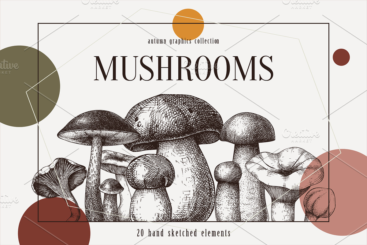 Vector Edible Mushrooms Collection in Objects - product preview 8