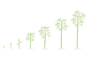 Bamboo growth stages. Bamboos