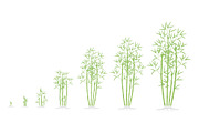 Bamboo bush growth stages. Clumping
