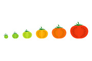 Tomato sectional ripeness stages
