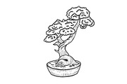 Bonsai tree sketch engraving vector