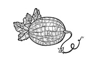 Melon plant sketch engraving vector