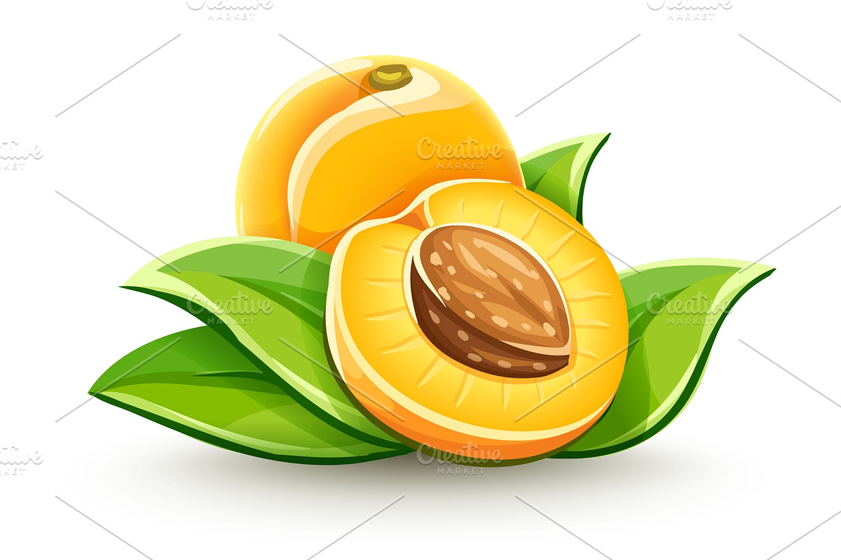 Apricot ripe fruits with ossicle. in Illustrations - product preview 8
