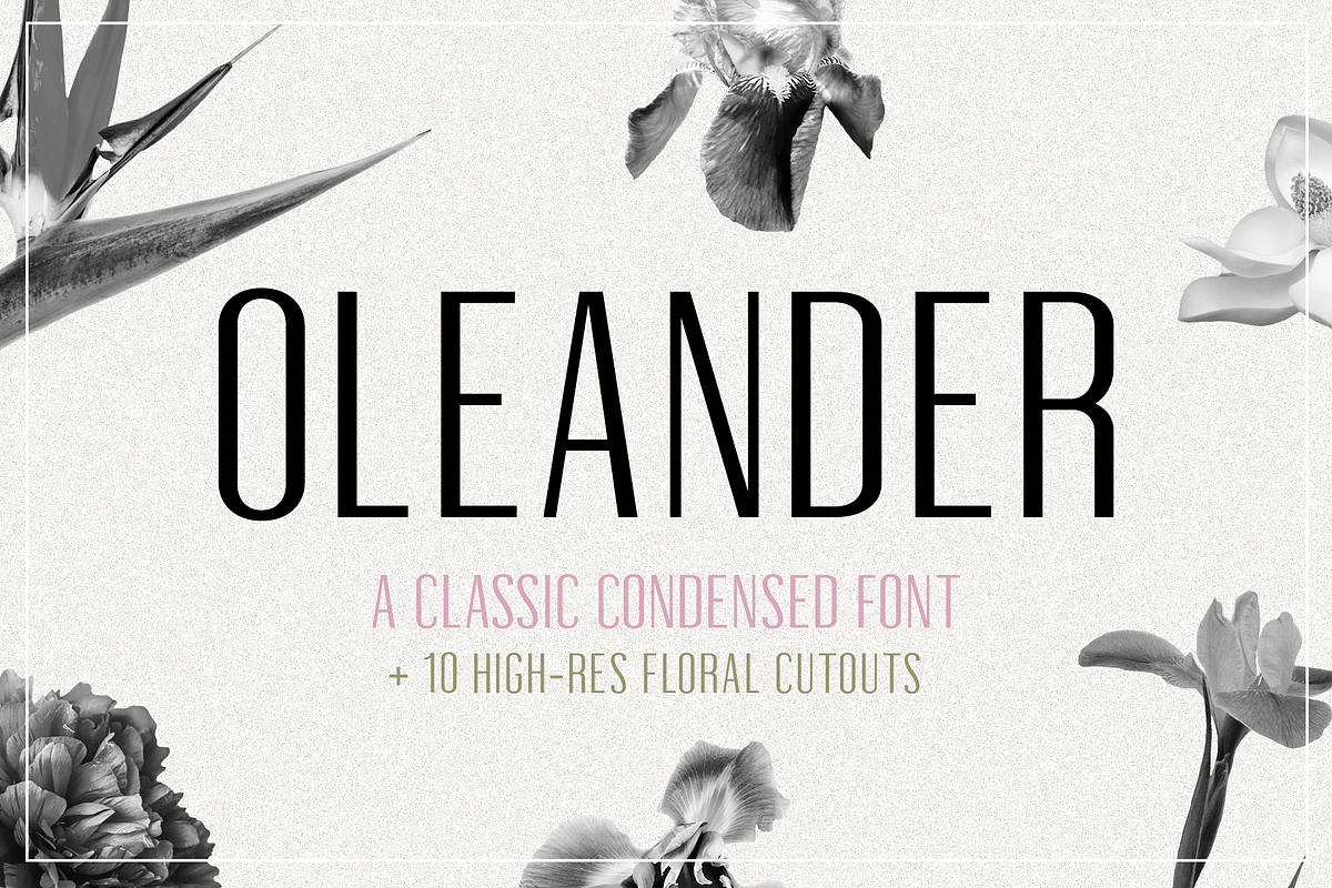 Oleander | Sans-Serif + 10 Cutouts in Sans-Serif Fonts - product preview 8