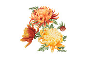 Set of watercolor chrysanthemum
