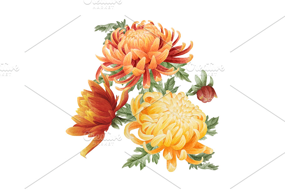 Set of watercolor chrysanthemum in Illustrations - product preview 8
