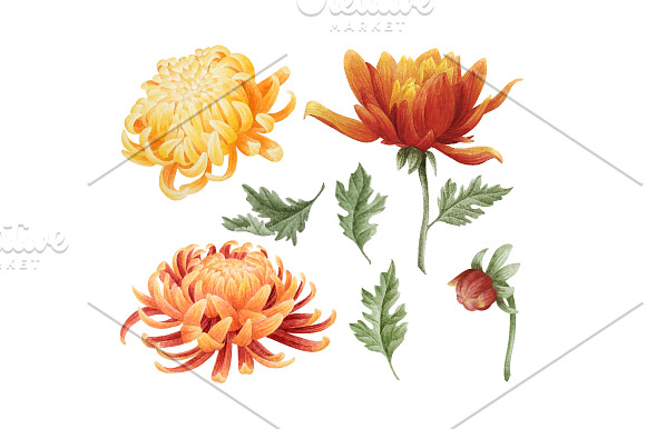 Set of watercolor chrysanthemum in Illustrations - product preview 1