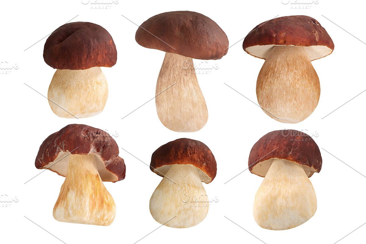 Ceps mushrooms in Objects - product preview 8