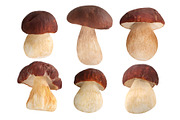 Ceps mushrooms