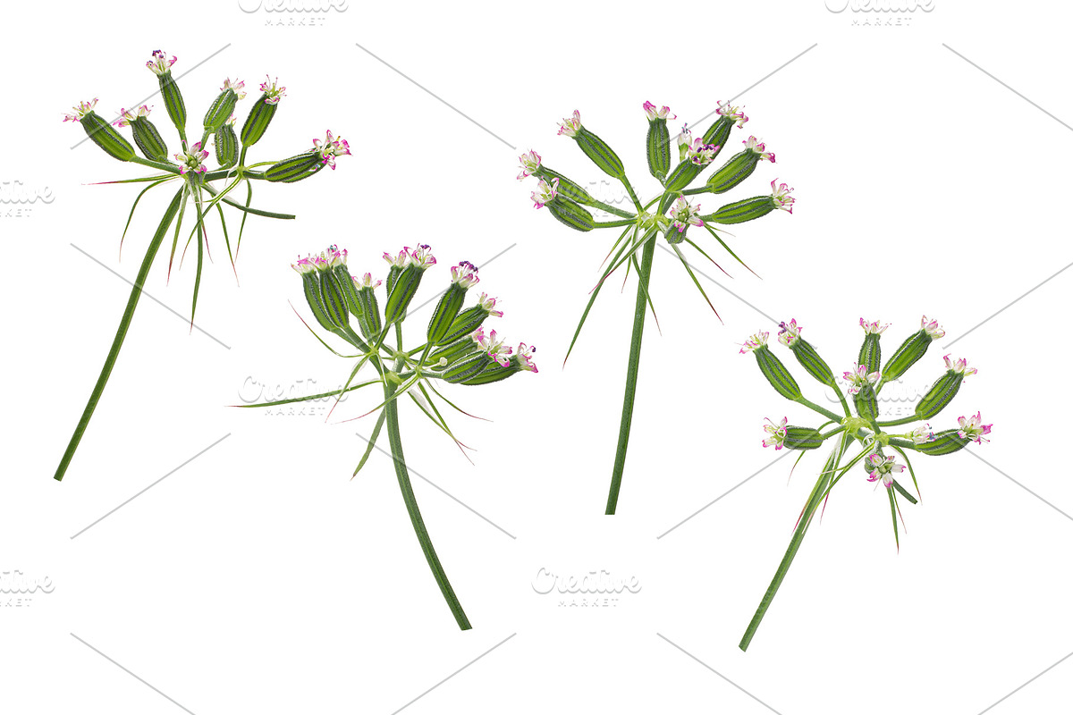 Cumin umbels in Objects - product preview 8