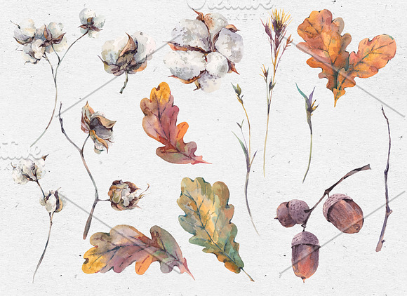 Fall Clipart, Watercolor Cotton, Oak in Illustrations - product preview 1